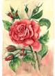 Rose rot  » Click to zoom ->