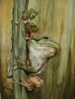 Laubfrosch  » Click to zoom ->