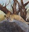 Junger Löwe  » Click to zoom ->